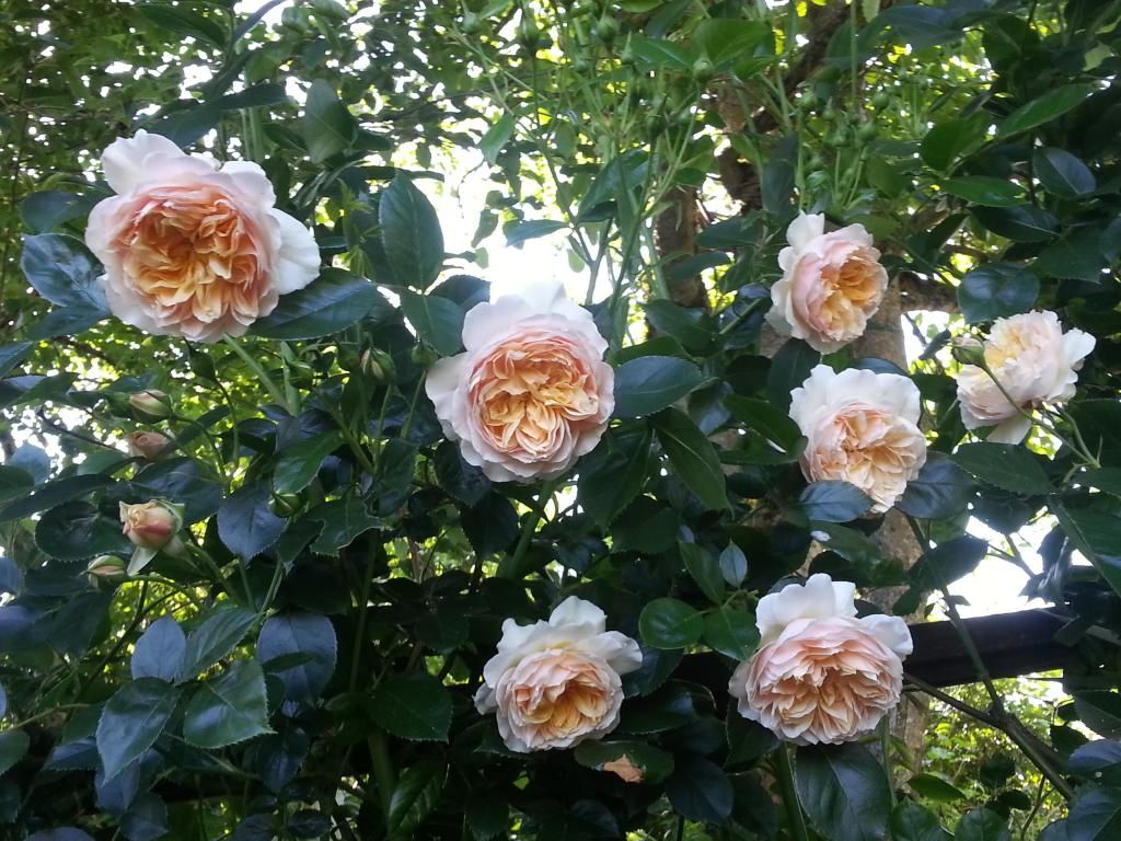  photo 20140608_155138_zpsewulxjxs.jpg